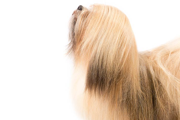 Lhasa Apso head and shoulders facing left