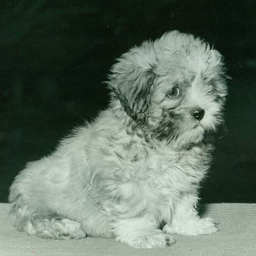 Lhasa Apso
