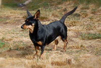Lancashire Heeler