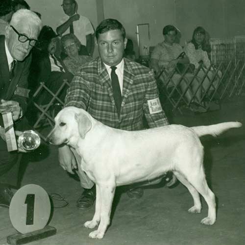 A vintage photograph of a Labrador Retriever winning First Place at a conformation show.