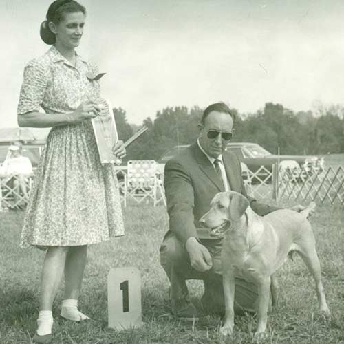 A vintage photograph of a Labrador Retriever winning First Place at a conformation show.