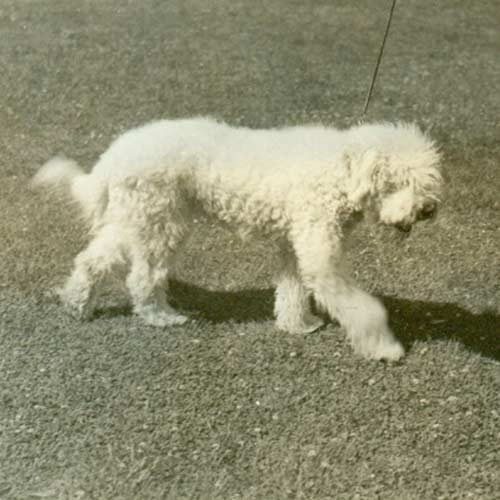 Komondor