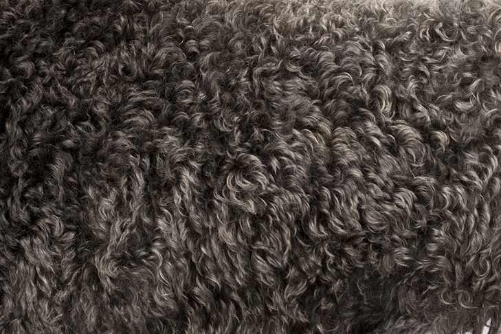 Kerry Blue Terrier coat detail