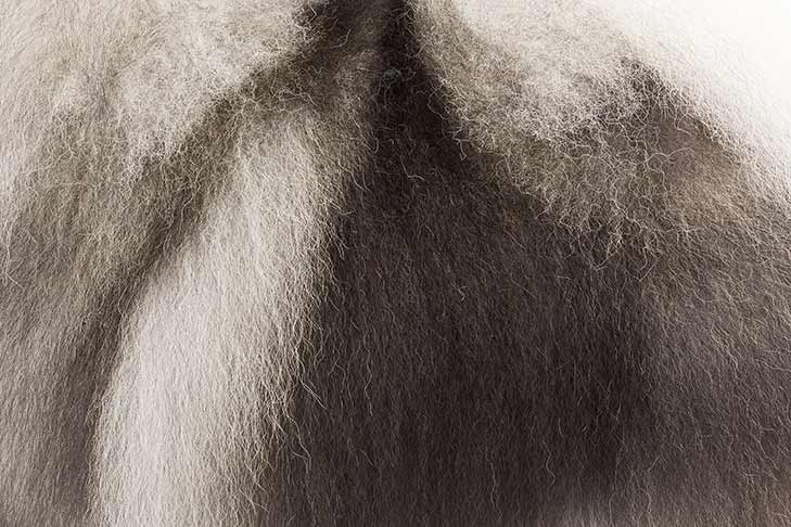 Keeshond coat detail