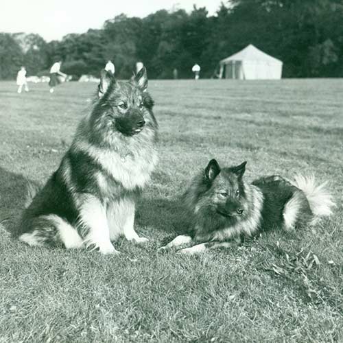Keeshond Dog Breed Information