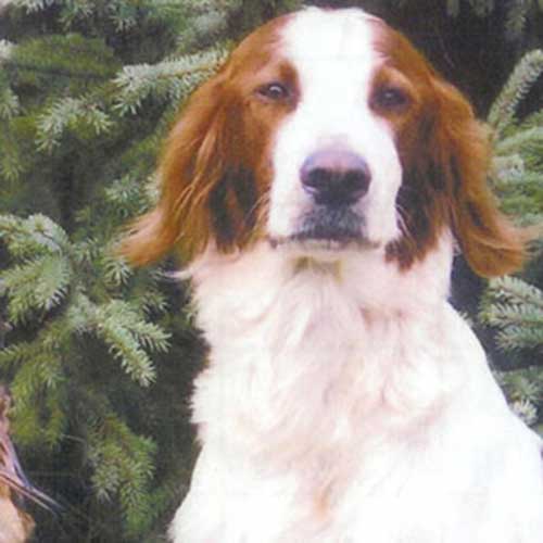 Irish Red and White Setter