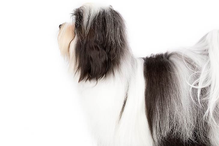 havanese dog breed information