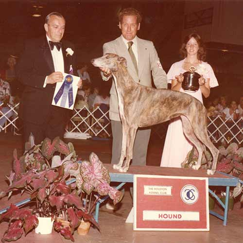 A vintage photograph of a Greyhound winning Hound Group First at a Houston Kennel Club dog show.