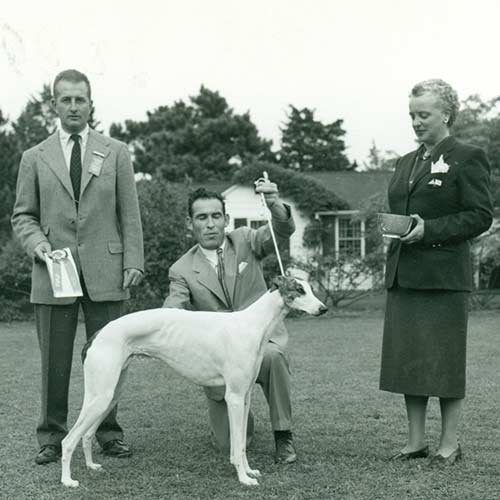 A vintage photograph of a Greyhound winning a ribbon and cup at a dog show.
