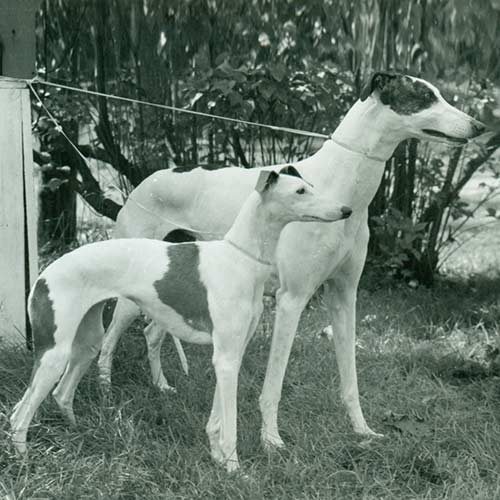 Greyhound Dog Breed Information