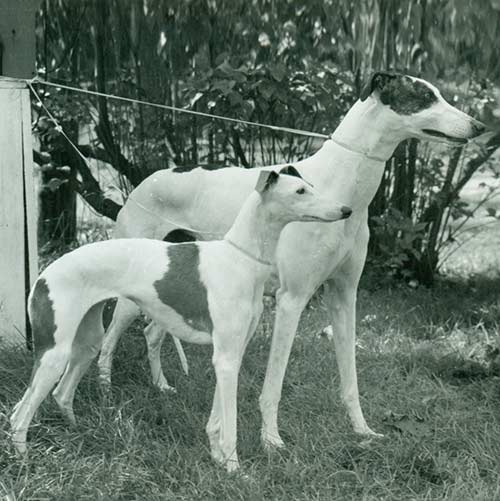 Greyhound Dog Breed Information