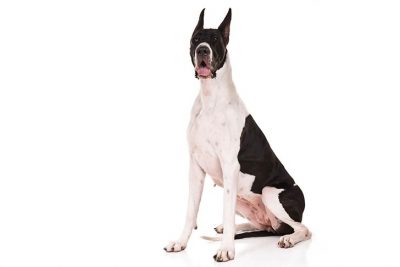 great dane sitting