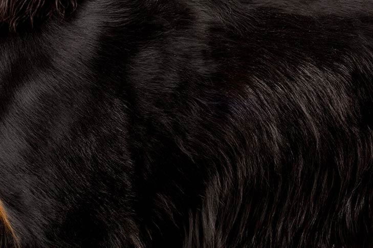 Gordon Setter coat detail