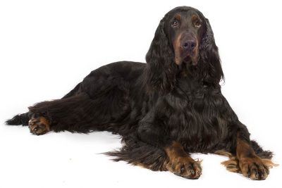 Gordon Setter