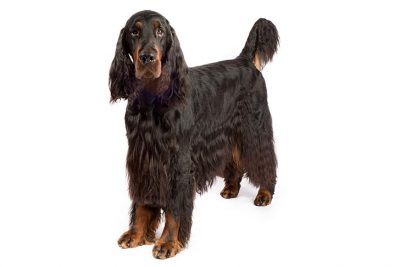 akc gordon setter