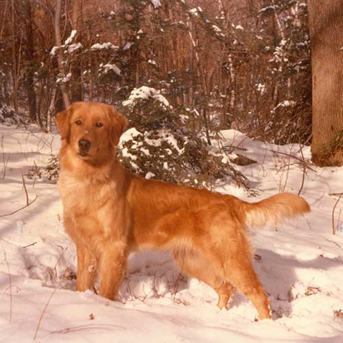 Golden Retriever Dog Breed Information