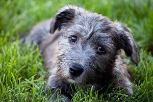 glen of imaal terrier price