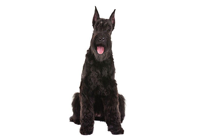 giant schnauzer dog breed information
