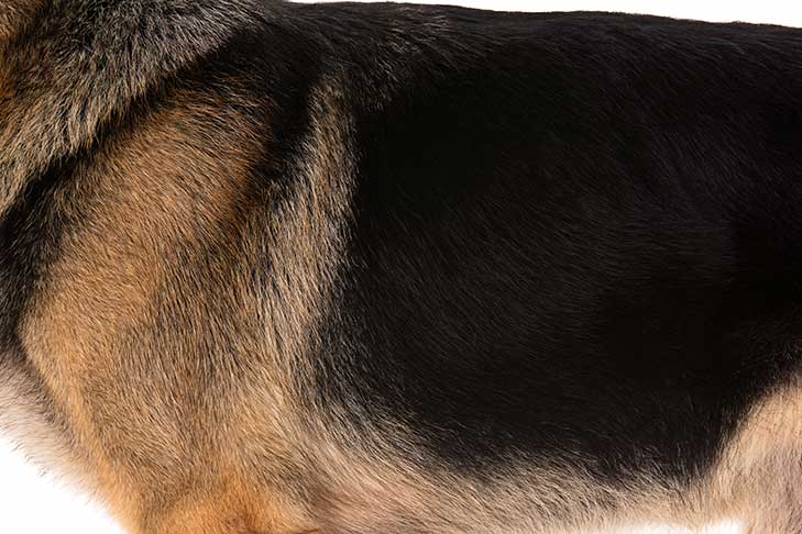 Magnificent phrase naked girl german shepard something Goes beyond naked girl german shepard thank you
