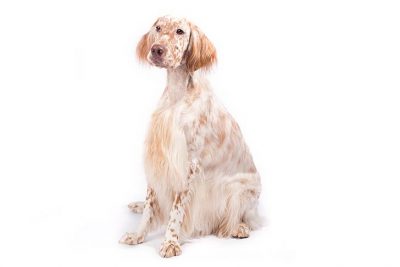 English Setter