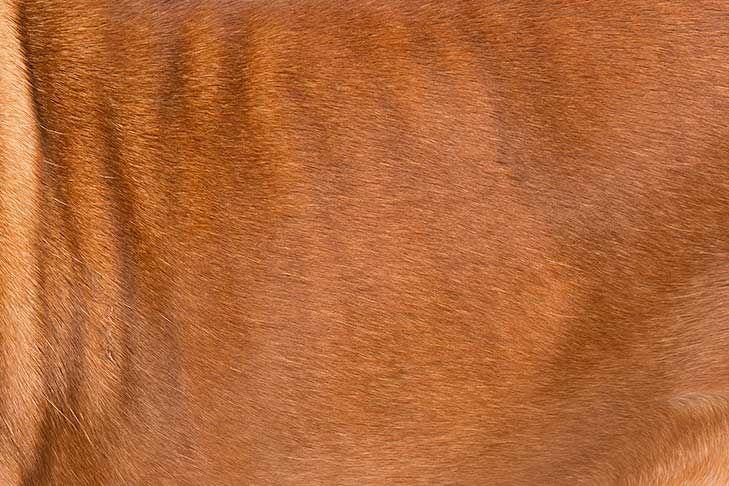 Dogue de Bordeaux coat detail