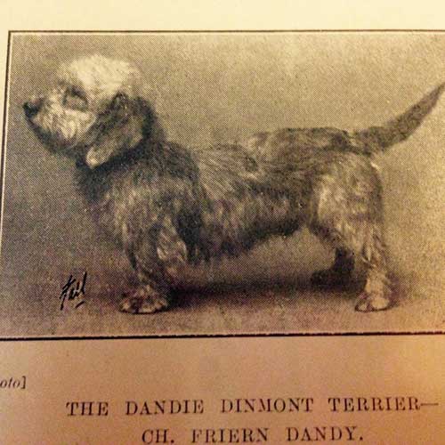 dandie dinmont terrier dog breed information