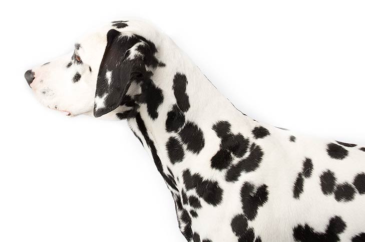 Dalmatian head facing left