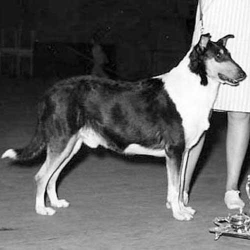 akc collie breeders