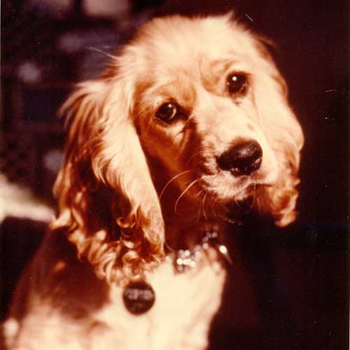 procedures proper testing Information Cocker Spaniel Breed Dog procedures proper testing Information Cocker Spaniel Breed Dog