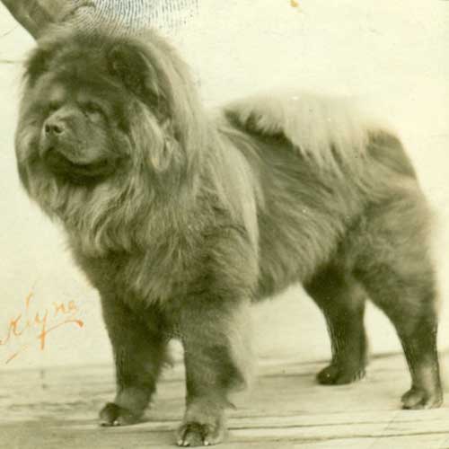 chow chow dog breed information