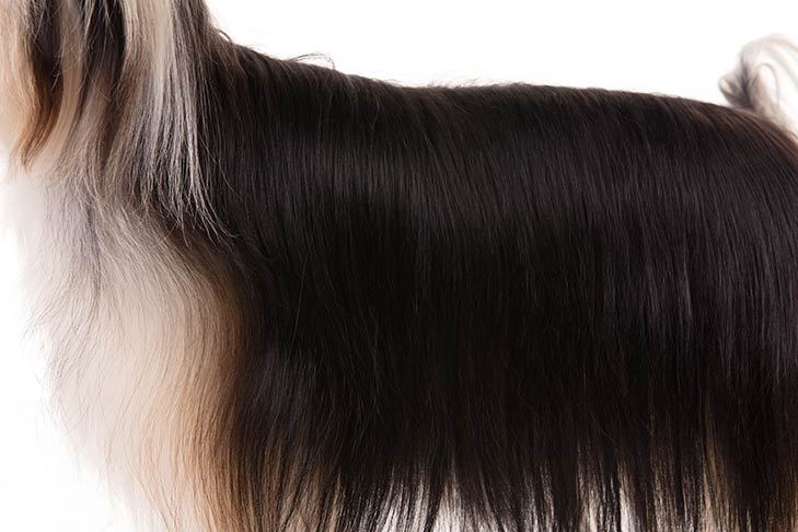 Coated Chinese Crested coat detail