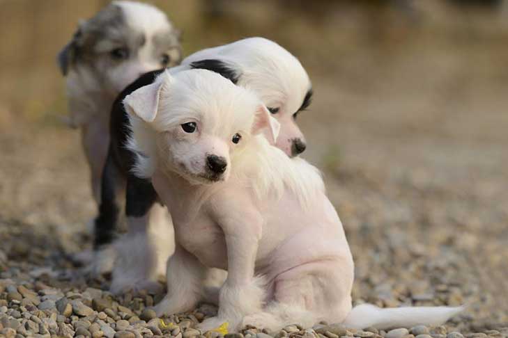 Chinese Crested puppies
