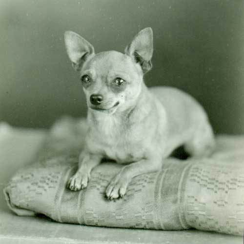 chihuahua dog breed information