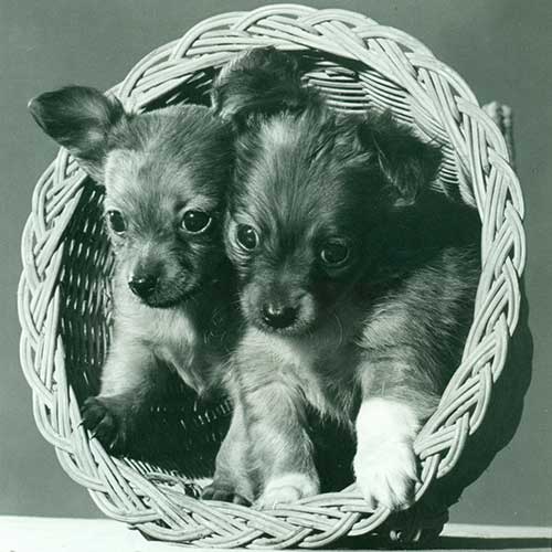 A vintage photograph of two Chihuahua puppies sitting in a basket.