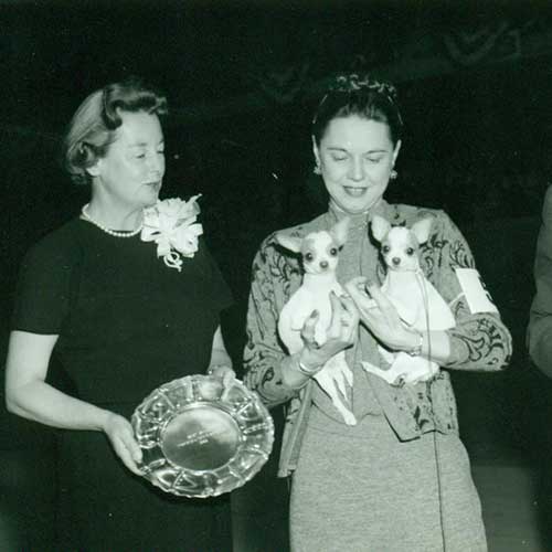 A vintage photograph of two Chihuahuas winning at a conformation show.