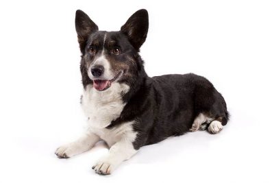 black cardigan corgi