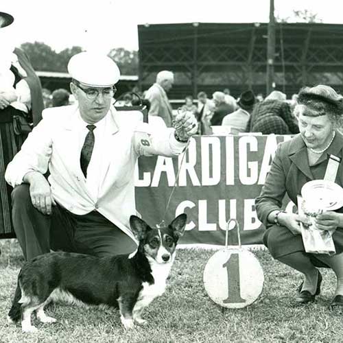 Cardigan Welsh Corgi