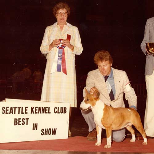 A vintage photograph of a Bull Terrier winning Best in Show at the Seattle Kennel Club.