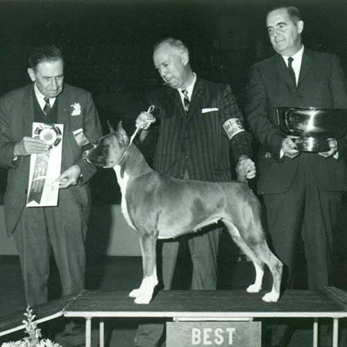 Boxer Dog Breed Information