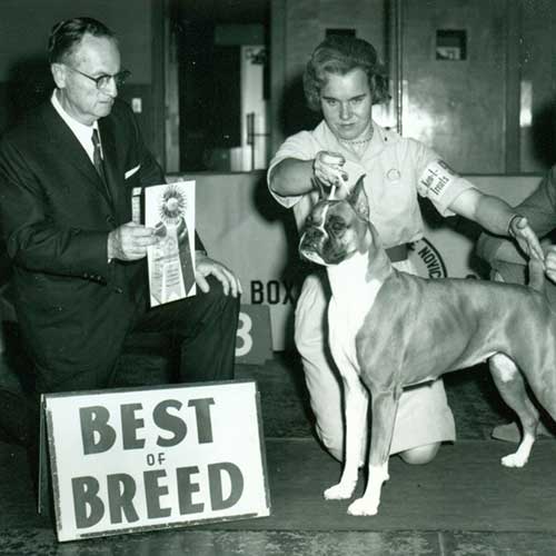 Boxer Dog Breed Information