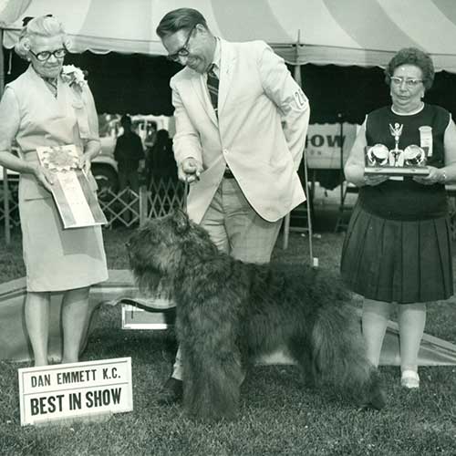 Bouvier des Flandres