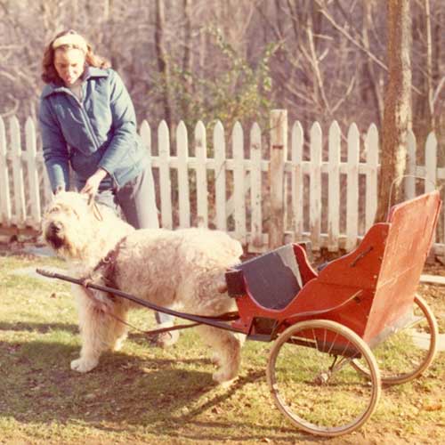 Bouvier des Flandres