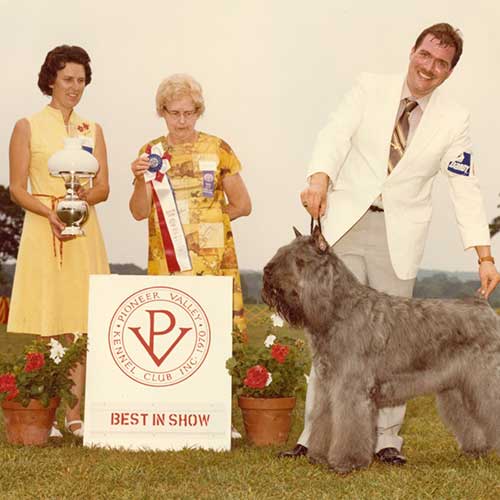 Bouvier Des Flandres Dog Breed Information Bouvier Des Flandres Dog Breed Information