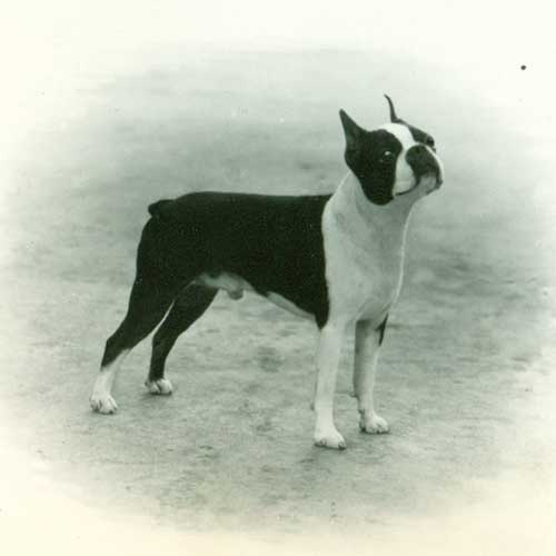 Boston Terrier Dog Breed Information
