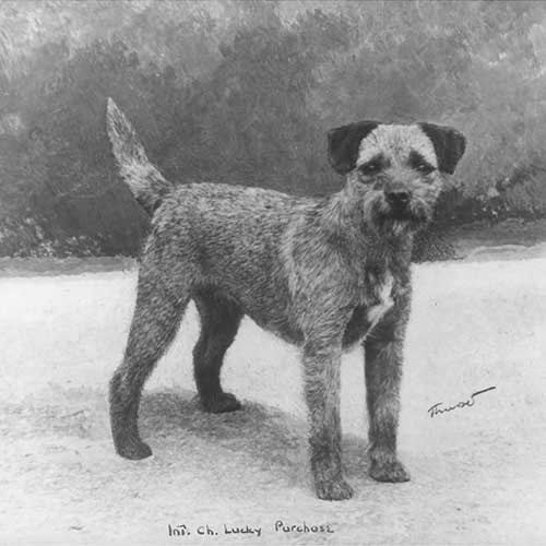 border terrier dog breed information