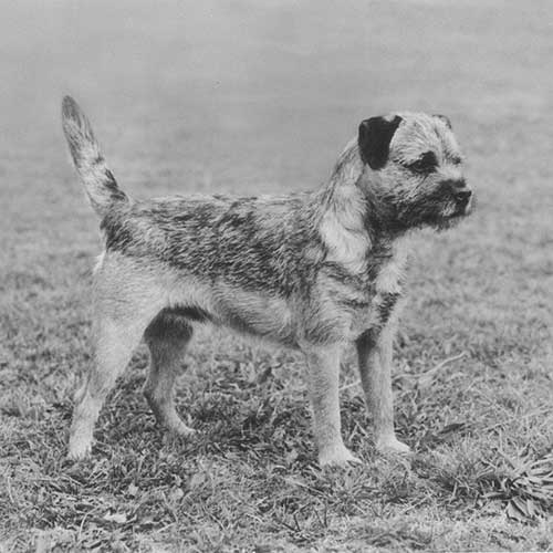 Border Terrier Dog Breed Information
