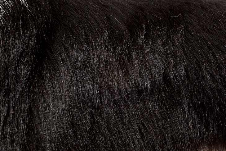 border collie dog breed information cool black and white borders