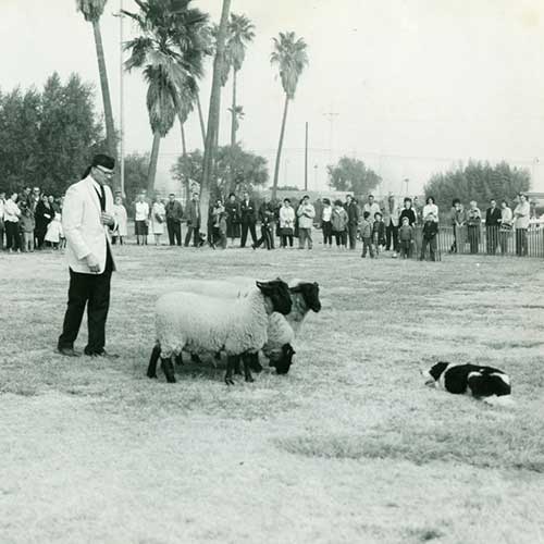 border collie dog breed information cool black and white borders