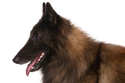 Akc Belgian Tervuren 2025