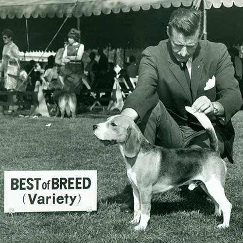 Beagle winning Best of Breed with handler behind.